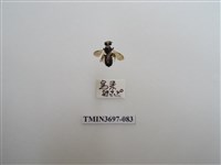 藏品(膜翅目(蜂))的圖片